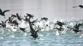 Eurasian Coot