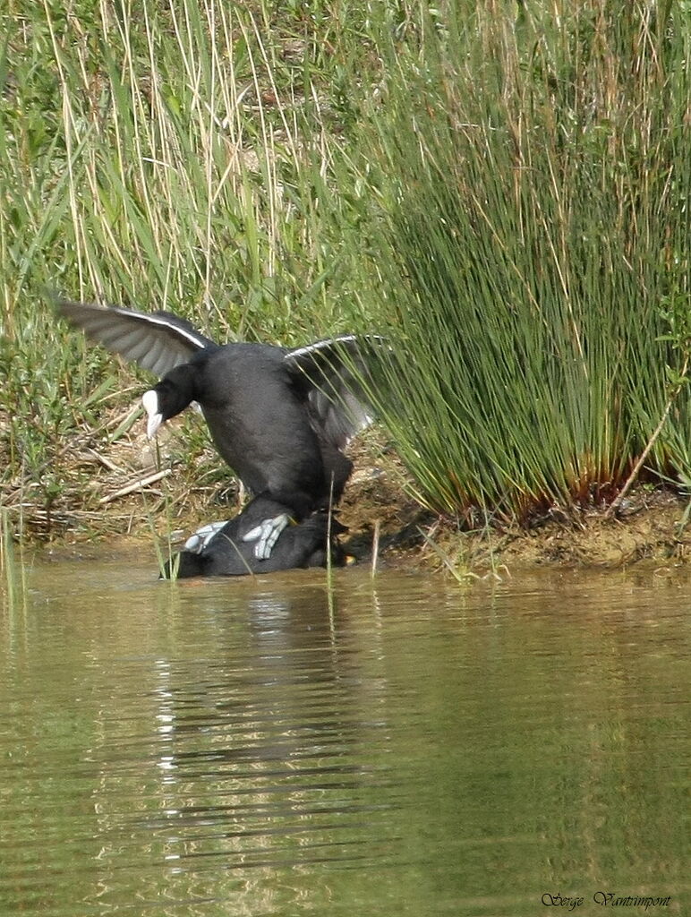 Eurasian Coot adult, Behaviour