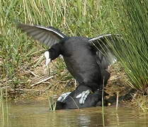 Eurasian Coot