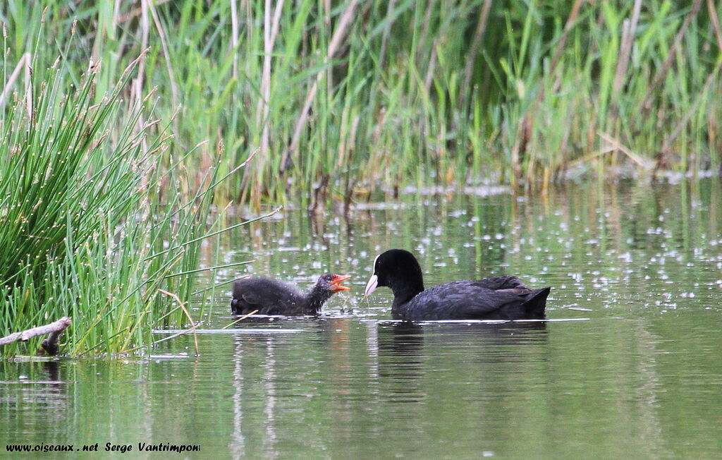 Eurasian Coot female adult, feeding habits