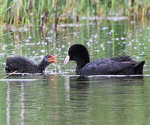 Eurasian Coot