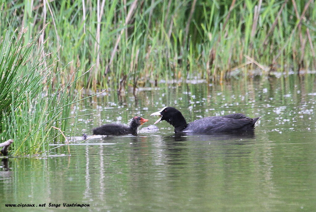 Eurasian Coot female adult, feeding habits