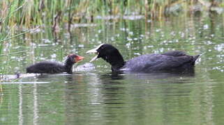 Eurasian Coot