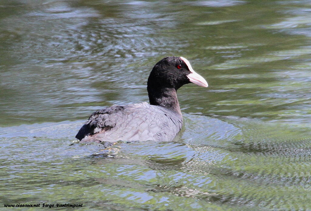 Eurasian Cootadult, Behaviour