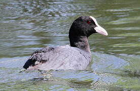 Eurasian Coot