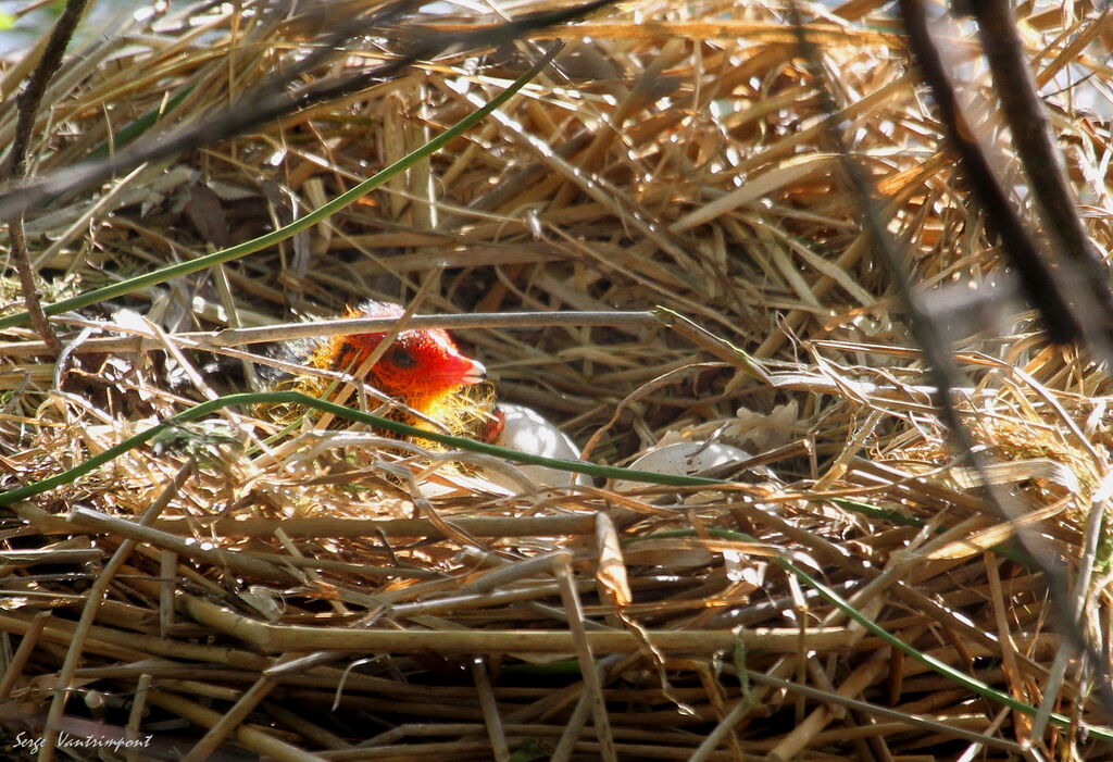 Eurasian CootFirst year, Reproduction-nesting