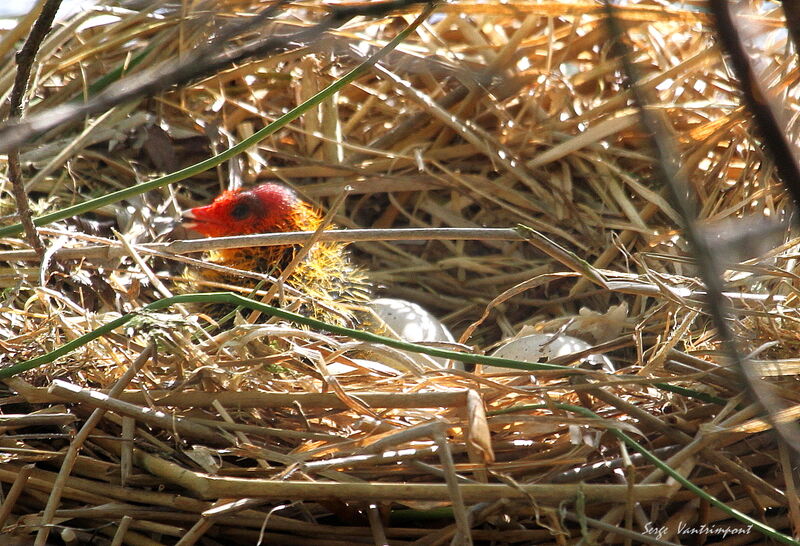 Eurasian Cootjuvenile, Reproduction-nesting