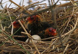 Eurasian Coot