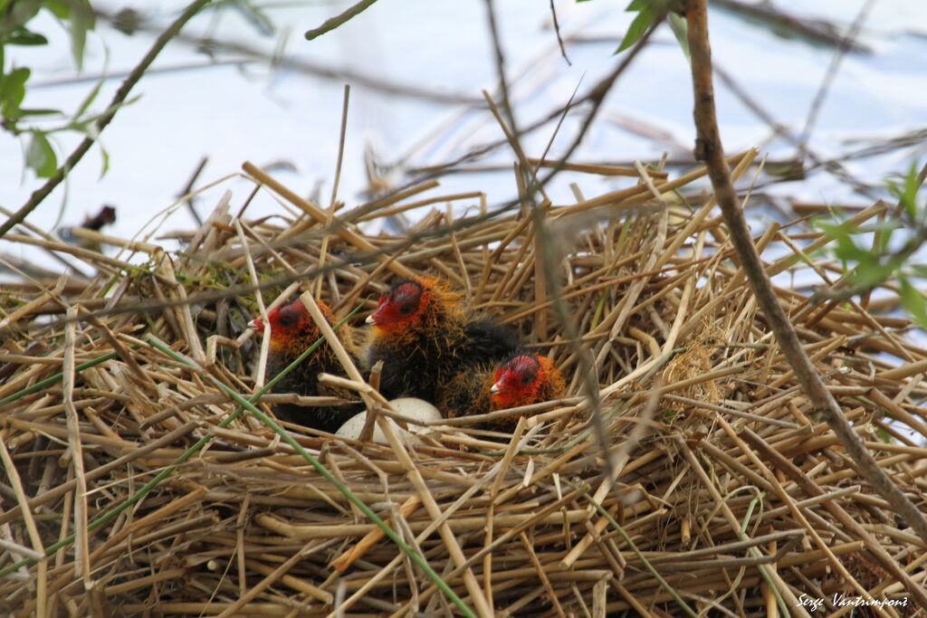 Eurasian Cootjuvenile, Reproduction-nesting