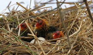 Eurasian Coot