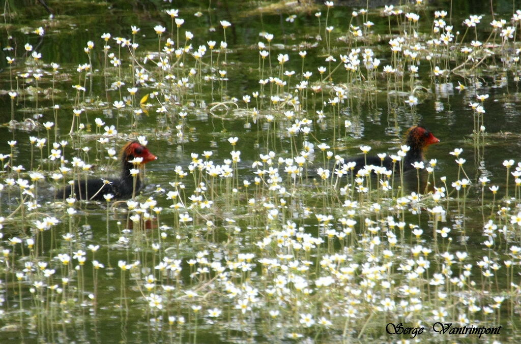 Eurasian CootFirst year, identification, Behaviour