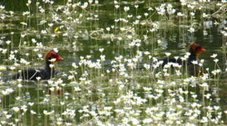 Eurasian Coot