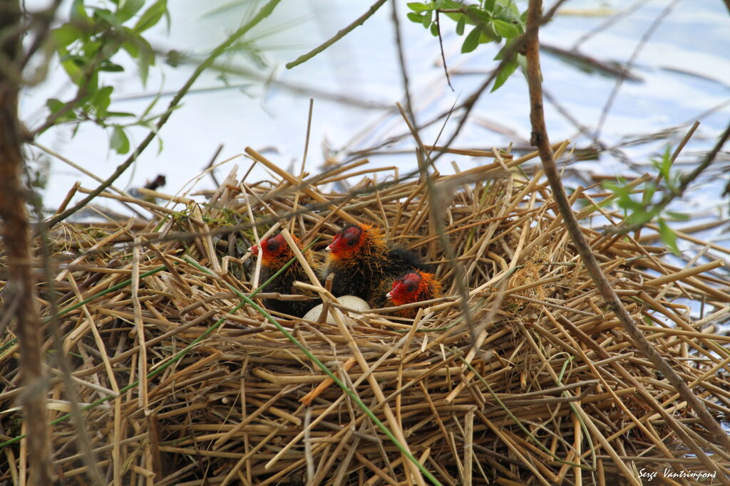 Eurasian Cootjuvenile, Reproduction-nesting