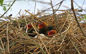 Eurasian Coot