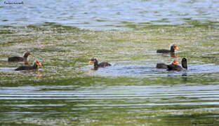 Eurasian Coot