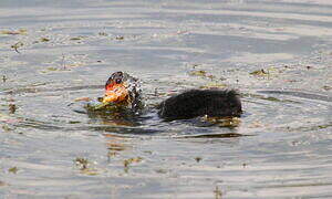 Eurasian Coot