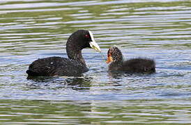 Eurasian Coot