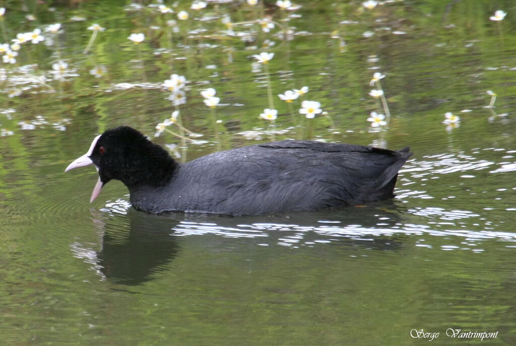 Foulque macrouleadulte, identification, Comportement