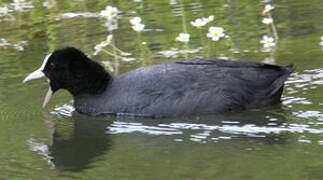 Eurasian Coot