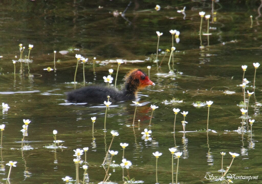 Eurasian CootFirst year, identification, Behaviour