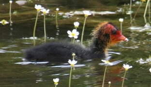 Eurasian Coot