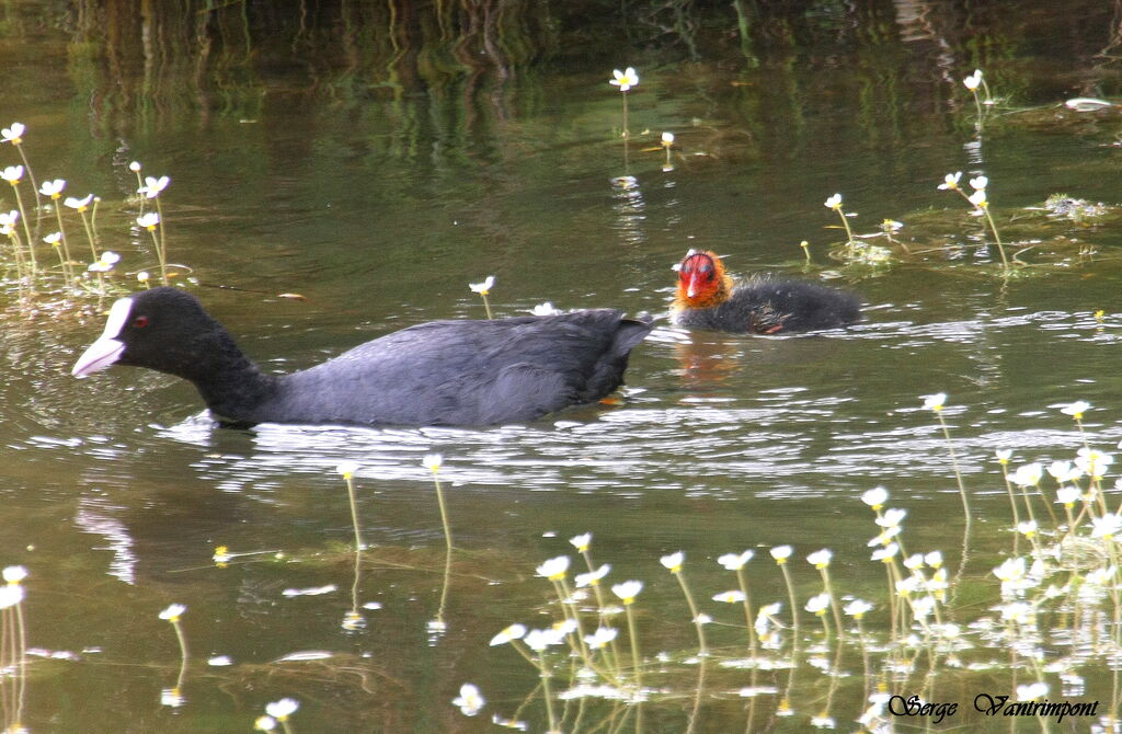 Eurasian CootFirst year, identification, Behaviour