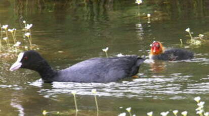 Foulque macroule