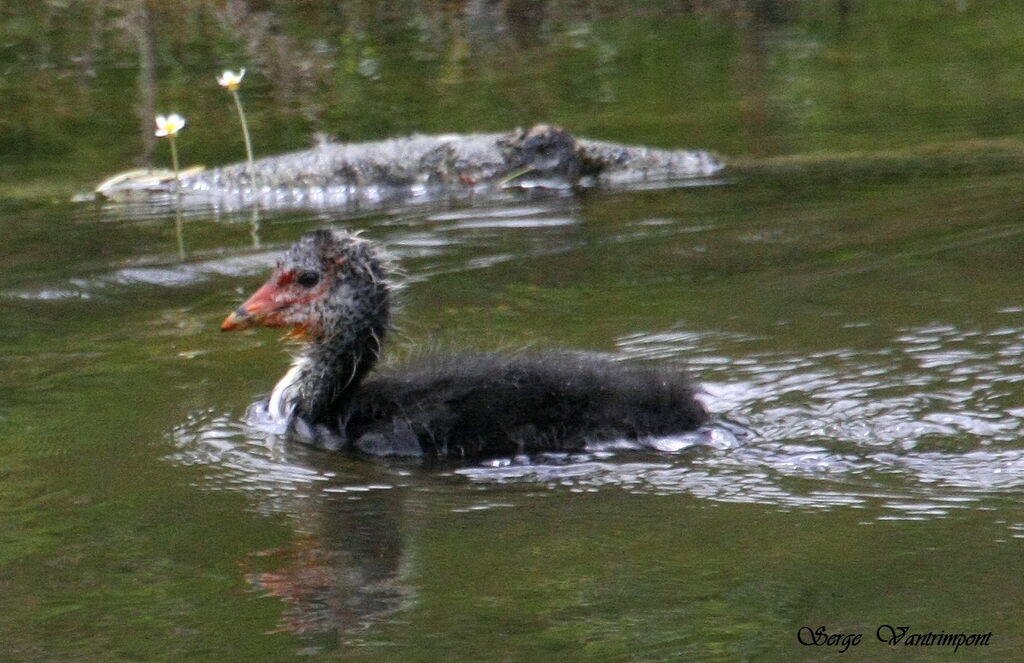 Foulque macroulejuvénile, Comportement