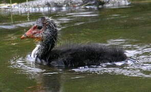 Eurasian Coot