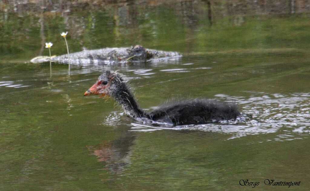 Foulque macroulejuvénile, Comportement