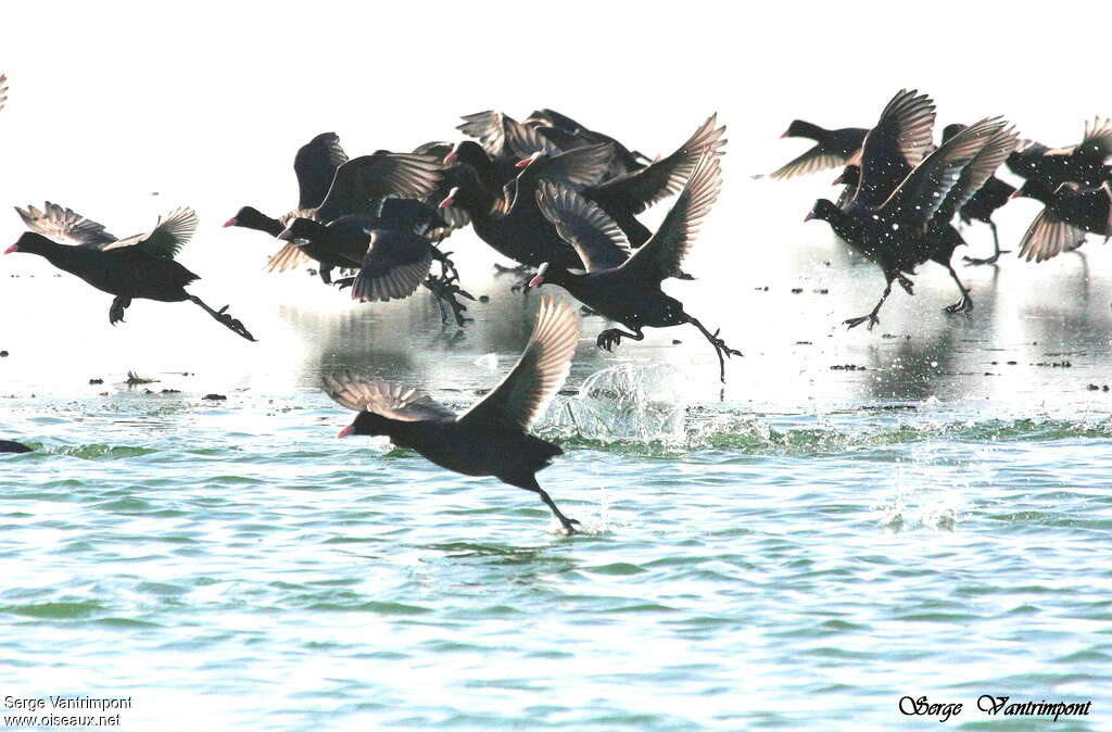 Eurasian Cootadult post breeding, Flight, Behaviour