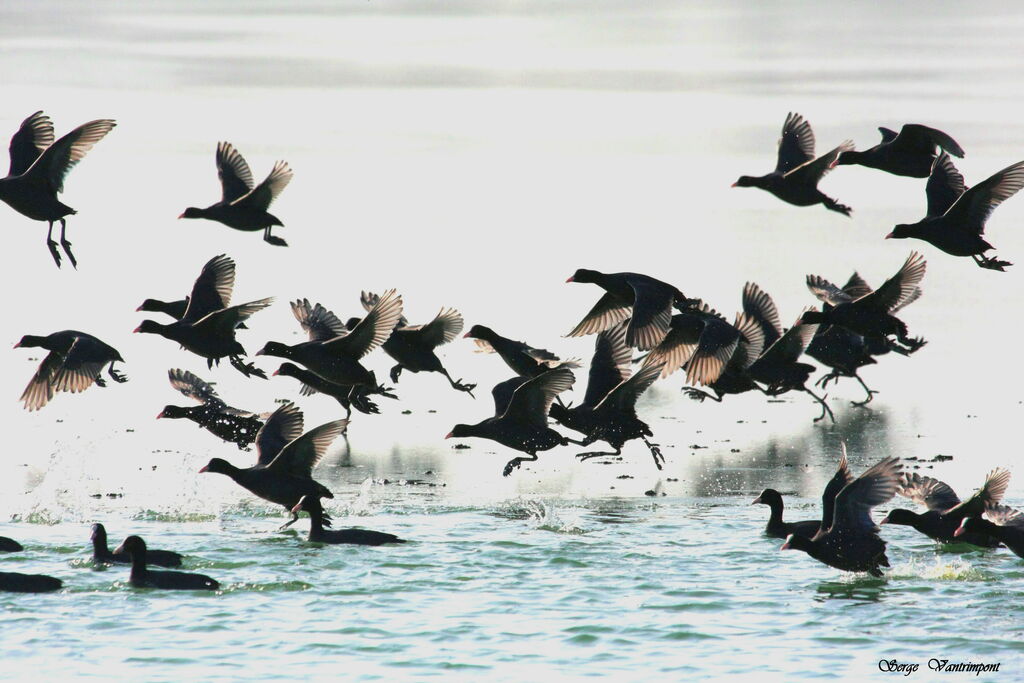 Eurasian Cootadult post breeding, Flight