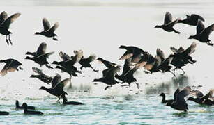 Eurasian Coot