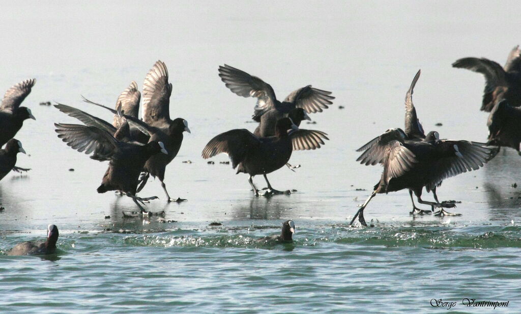 Eurasian Cootadult post breeding, Flight, Behaviour