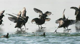 Eurasian Coot