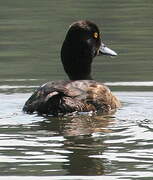 Tufted Duck