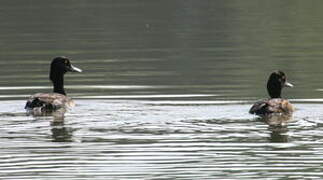 Tufted Duck