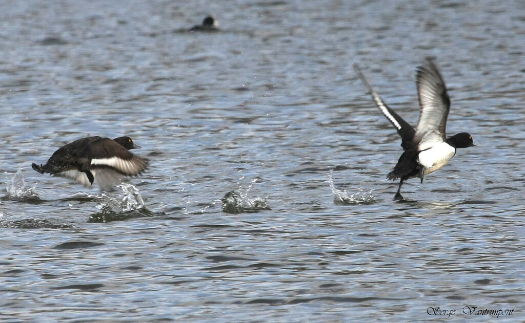 Tufted Duckadult, Flight