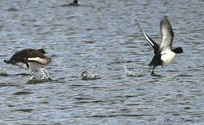 Tufted Duck