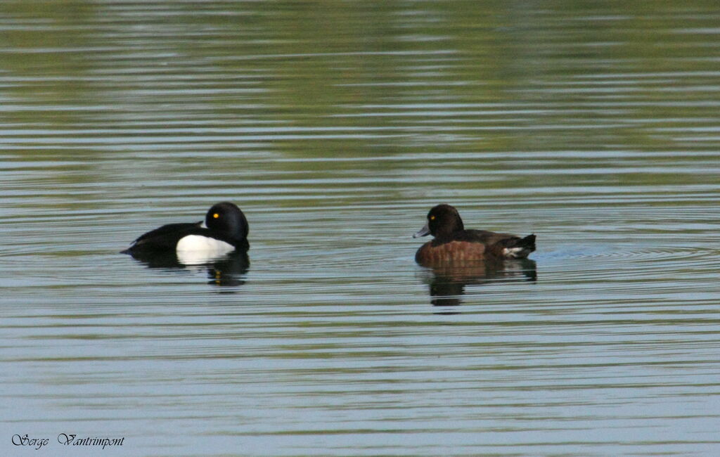 Tufted Duckadult, Behaviour