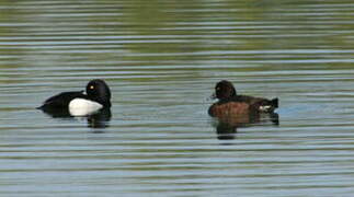 Tufted Duck