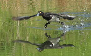 Tufted Duck