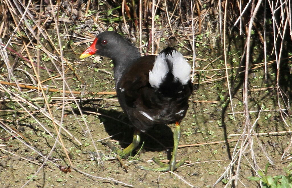 Gallinule poule-d'eauadulte, Comportement