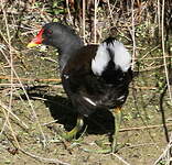 Gallinule poule-d'eau