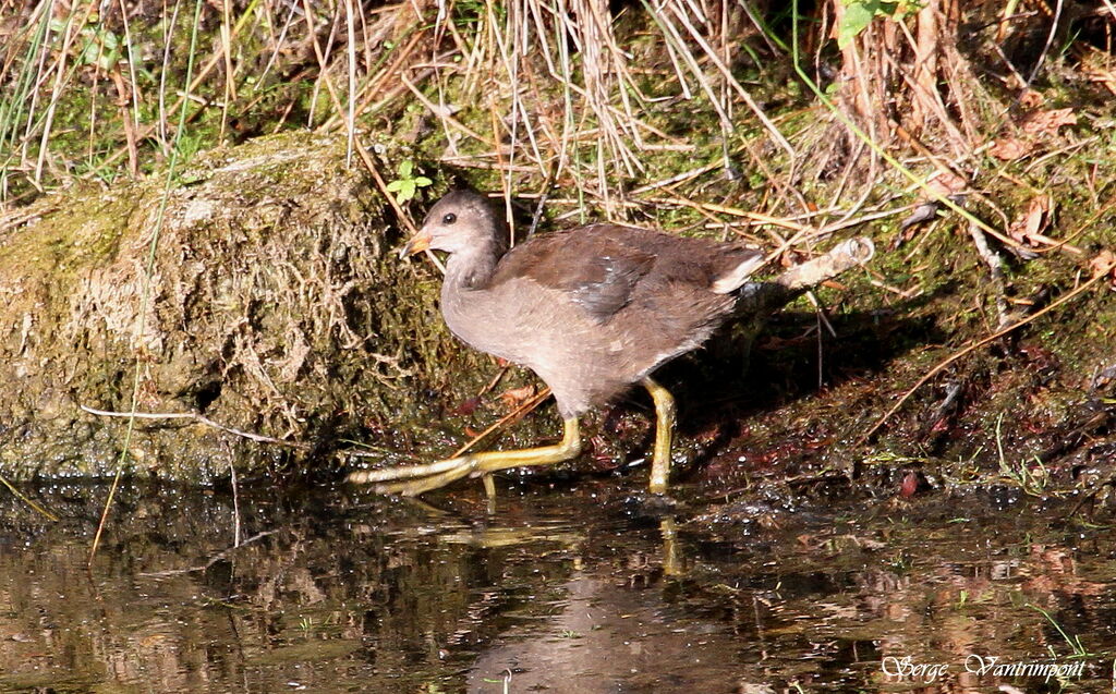 Gallinule poule-d'eaujuvénile, Comportement