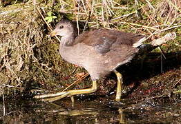 Common Moorhen