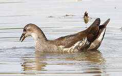 Gallinule poule-d'eau