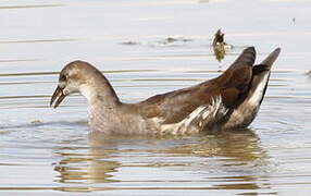 Common Moorhen