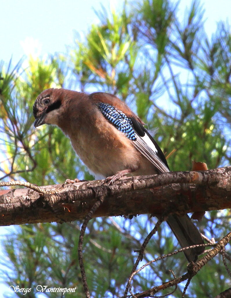 Eurasian Jayjuvenile, identification