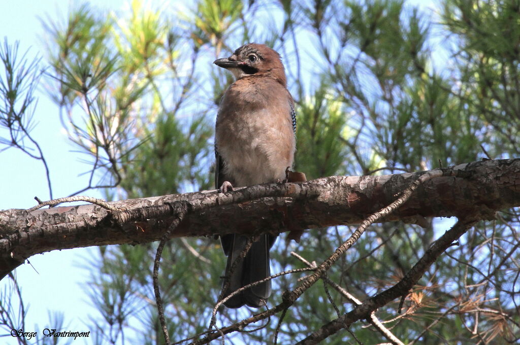 Geai des chênesjuvénile, identification